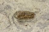 Mississippian Trilobite (Ameropiltonia) - Missouri #77998-1